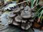 Kései laskagomba (Pleurotus ostreatus), Budai-hegység
